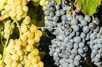 french grapes